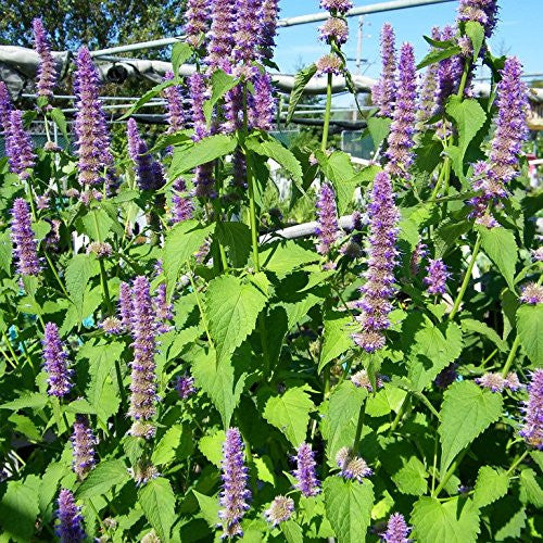 Korean Hyssop Seeds (Agastache rugosa)