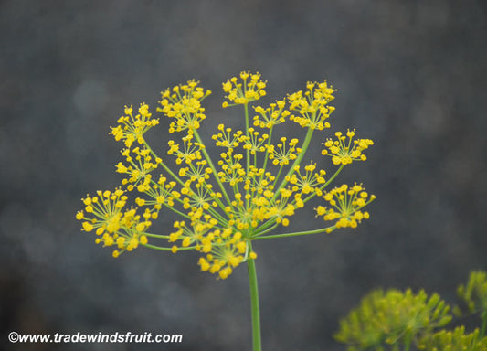 Long Island Mammoth Dill Seeds (Anethum graveolens)