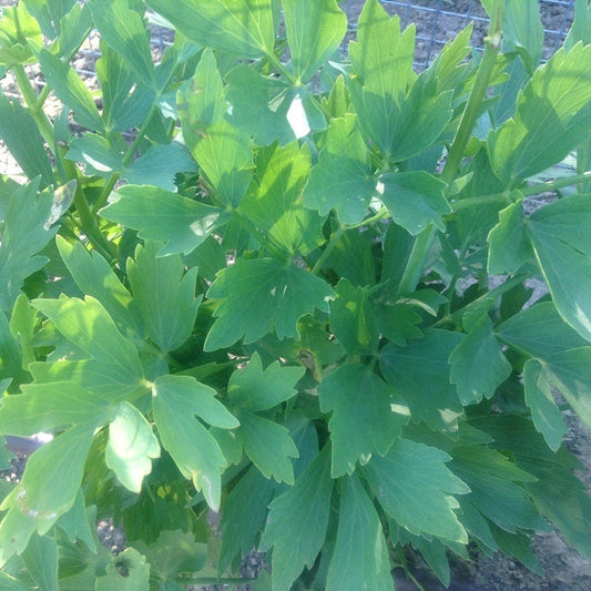 Lovage Seeds (Levisticum officinale)