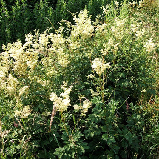 Meadowsweet Seeds (Filipendula ulmaria)