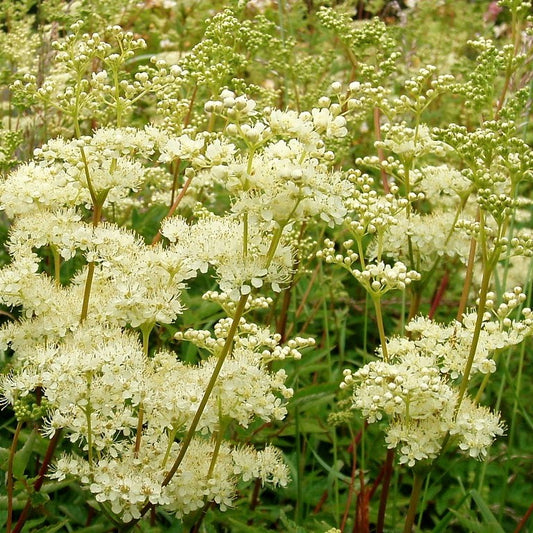 Dropwort Seeds (Filipendula vulgaris)