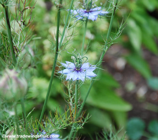 Love In A Mist Seeds (Nigella damascena)