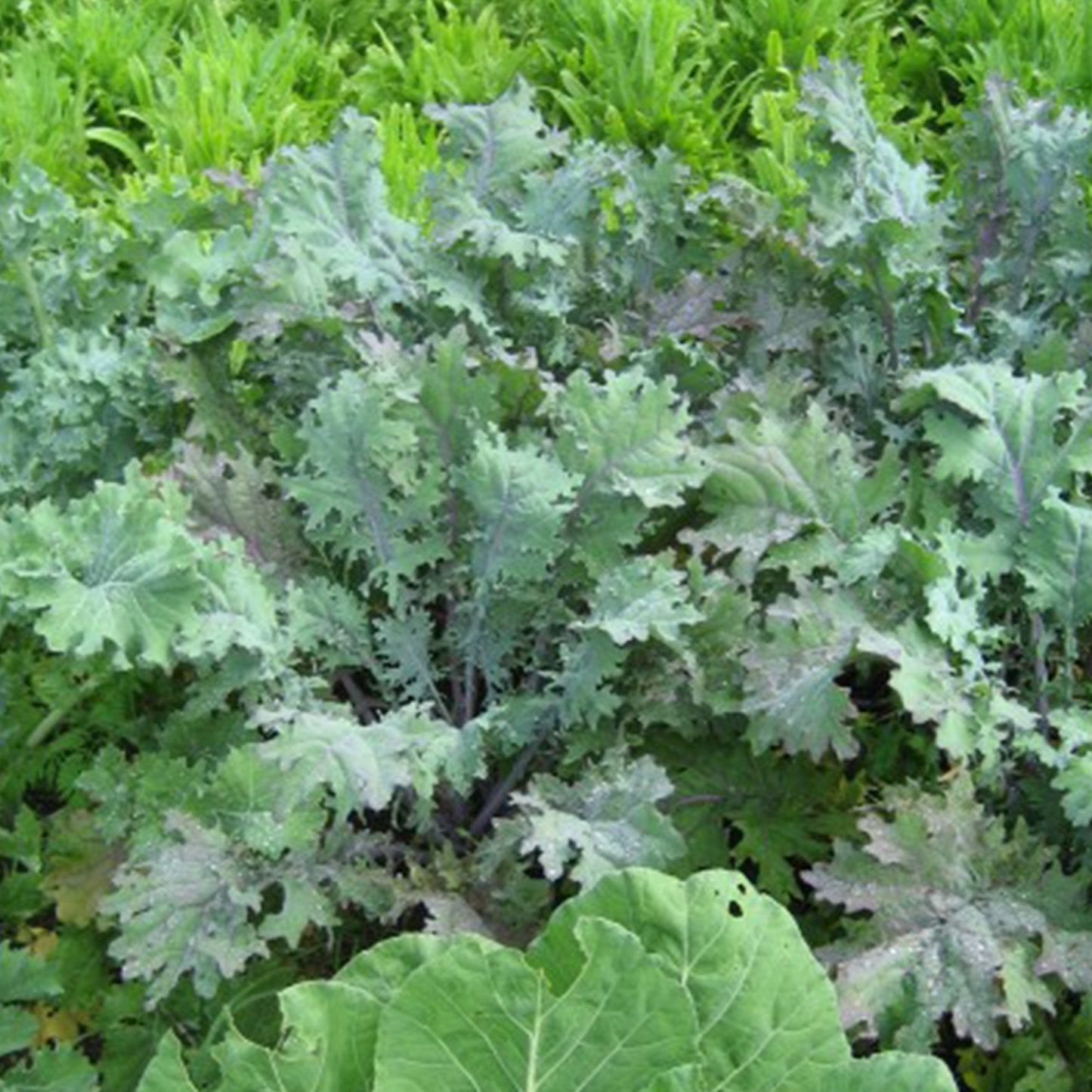 Red Russian Kale Seeds