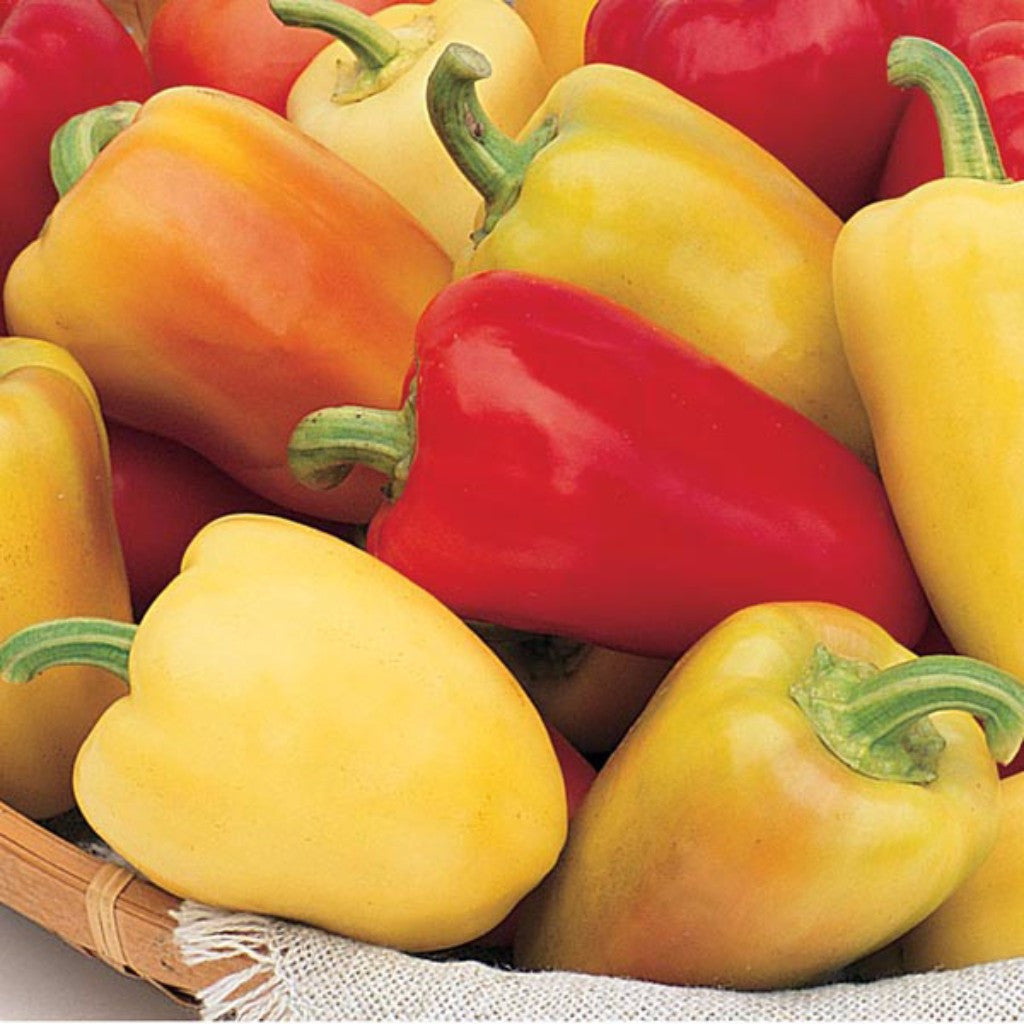 Romanian Sweet Pepper Seeds [DISCONTINUED]