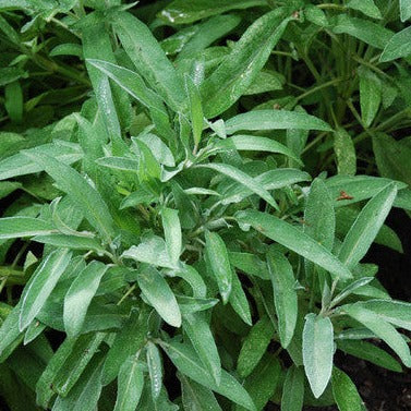 Sage Seeds (Salvia officinalis)