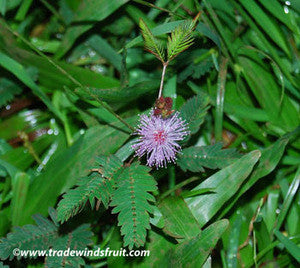 Sensitive Plant Seeds (Mimosa pudica)