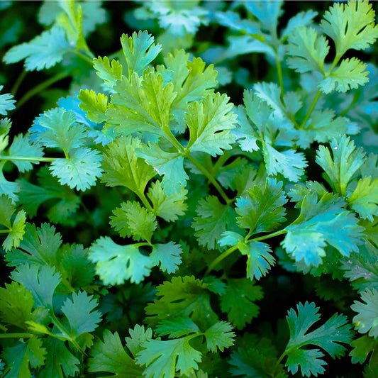 Slo Bolt Cilantro Seeds