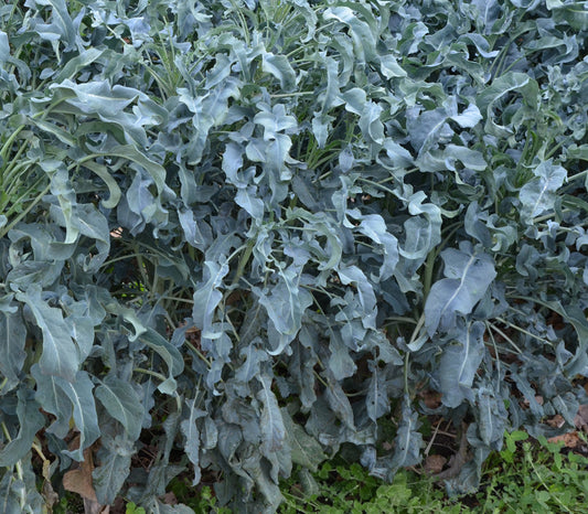 Spigariello Broccoli Seeds