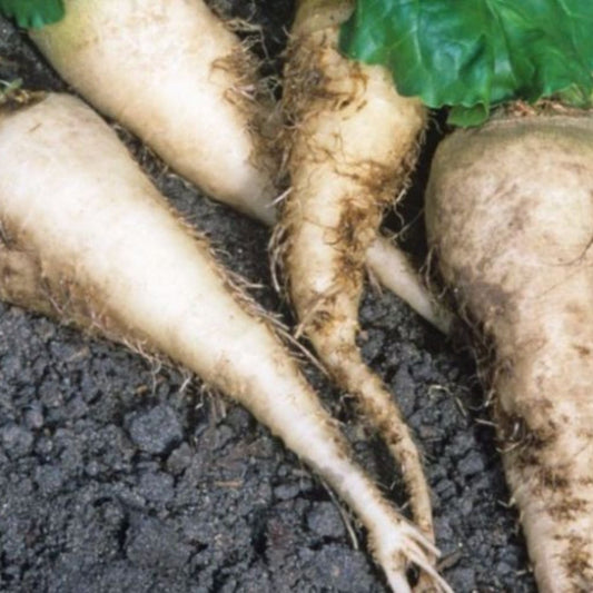 Sugar Beet Seeds (Beta vulgaris "Beta 1127")