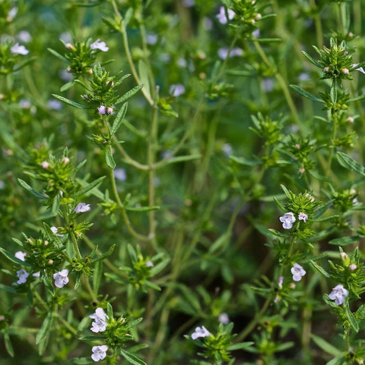 Summer Savory Seeds (Satureja hortensis)