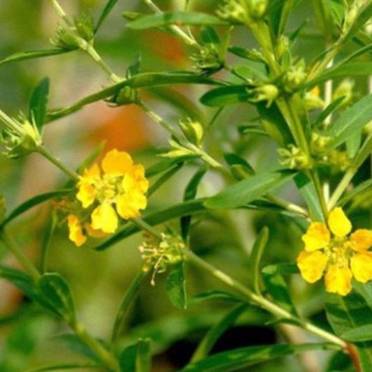 Sinicuiche Sun Opener Seeds (Heimia salicifolia)