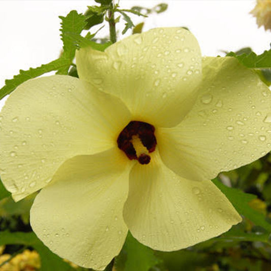 Sunset Hibiscus Seeds (Abelmoschus manihot)