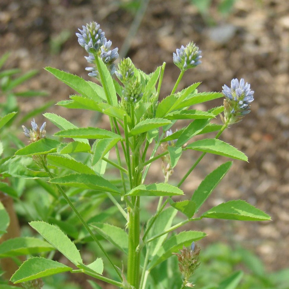 Sweet Trefoil Seeds (Trigonella caerulea)