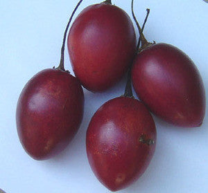 Tree Tomato Seeds (Cyphomandra betacea)