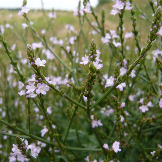 Vervain Seeds (Verbena officinalis)